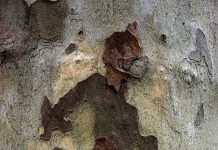 „May-Britt Nyberg – Chromy/ Nikolaus Walter“ / Villa Falkenhorst Thüringen