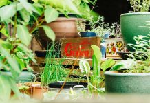 Wirt am Graben – Regionale Küche für alle / Linz