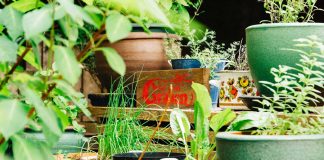 Wirt am Graben – Regionale Küche für alle / Linz