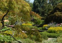 “Margit Riezinger: Der helle Grat. Annäherung an die Botanische Illustration” / Linz