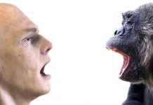 “ARS ELECTRONICA Festival” / Linz 2017