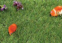 Heart – Garden – Veganes Mittagessen vom Feinsten / Linz