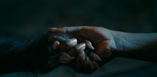 Filmfestival „/slash 1/2“ 2018 / Wien