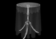 „be my guest – possible bodies“ / Stadtgalerie Lehen