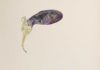 „Edgar Honetschläger: Nature is an Impossibility. Go Bugs Go!“ / Charim Galerie Wien