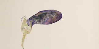 „Edgar Honetschläger: Nature is an Impossibility. Go Bugs Go!“ / Charim Galerie Wien