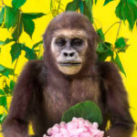 © Ekaterina Sevrouk, Pigmentdruck, 2017 HNS-Mam-D-0258 – Westlicher Flachlandgorilla (Jungtier), Gorilla gorilla gorilla Savage, 1847