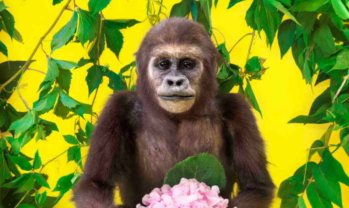 © Ekaterina Sevrouk, Pigmentdruck, 2017 HNS-Mam-D-0258 – Westlicher Flachlandgorilla (Jungtier), Gorilla gorilla gorilla Savage, 1847