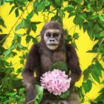 © Ekaterina Sevrouk, Pigmentdruck, 2017 HNS-Mam-D-0258 – Westlicher Flachlandgorilla (Jungtier), Gorilla gorilla gorilla Savage, 1847
