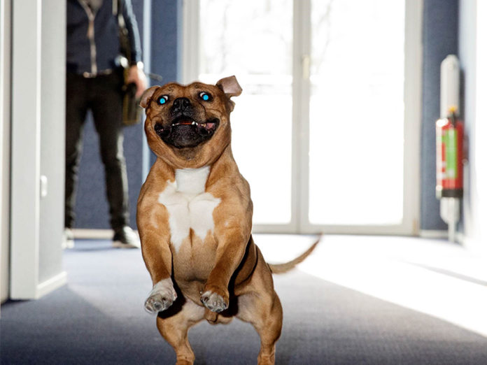 Paul Kranzler, American Pit Bull Terrier