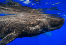 “Mountainfilm – International Filmfestival Graz” / Congress Graz