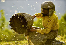 “Viennale – International Filmfestival” / Vienna 2019