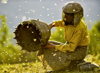 „Viennale – Internationales Filmfestival“ / Wien 2019