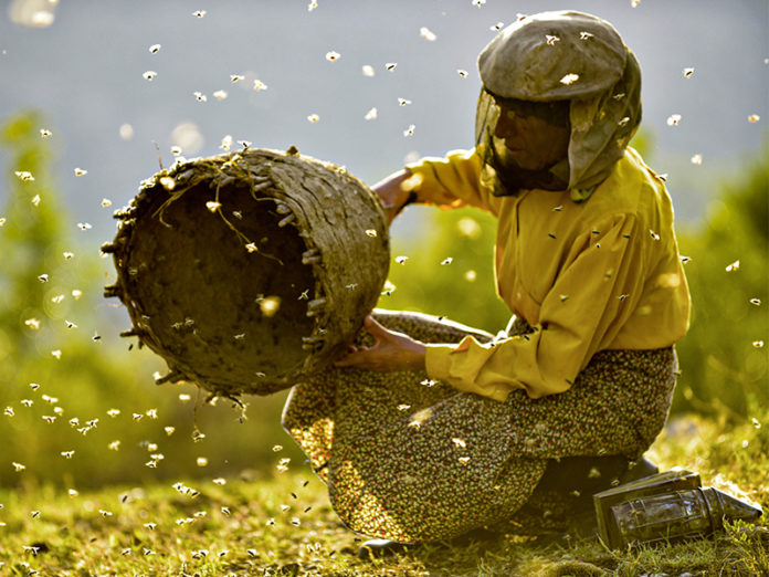 Honeyland | Ljubomir Stefanov, Tamara Kotevsk | MK 2019 | © Viennale