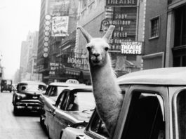 „Inge Morath“/ Museo di Roma in Trastevere, Rom