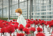 DIAGONALE 2020 Graz – Online Film Festival