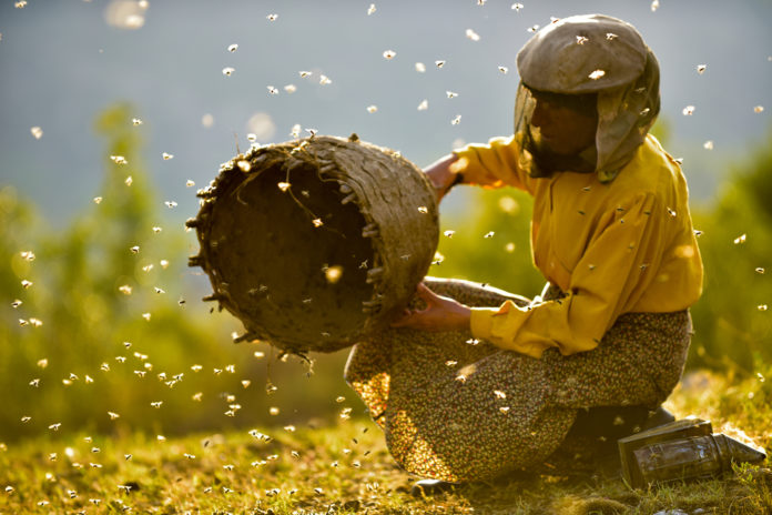 HONEYLAND_credits_Stadtkino Verleih_01