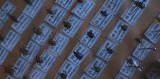 Landesmuseum Linz – Zoologisch-Botanische Onlinedatenbank / Linz