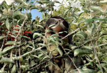 Vienna Shorts Filmfestival im Online Dickicht