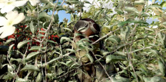 Vienna Shorts Filmfestival im Online Dickicht