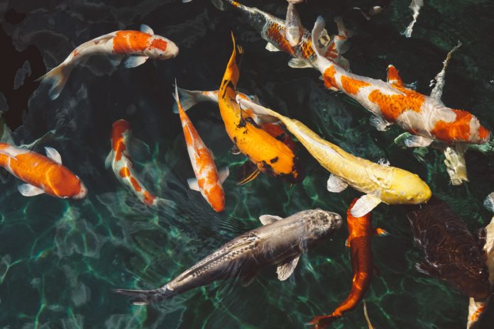orange-and-white-koi-fish-near-yellow-koi-fish-213399