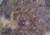 Karin Pliem: Interwoven Lives / Kunstverein Paradigma, Linz