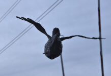 May-Britt Nyberg-Chromy „Konferenz der Möwen“ / Schauraum ZollART, Vorarlberg