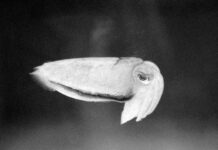 Bianca Baldi „Cameo“ / Grazer Kunstverein