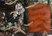 Graz Kulturjahr 2020: Der Grazer Kunstverein zieht um / Graz