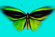 Tage der Utopie: Butterflies in the stomach