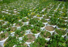 Lois Weinberger / Kunsthaus Bregenz