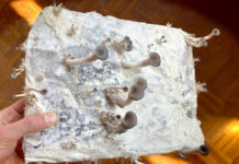 Georg Scherlin „A rolling stone gathers no moss“ / Stadtgalerie Museumspavillon, Salzburg