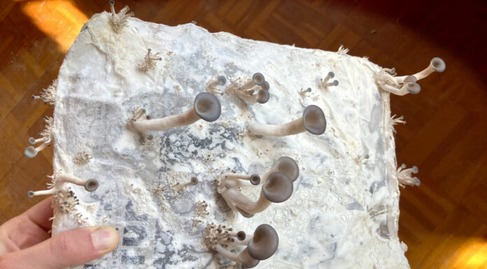 Georg Scherlin „A rolling stone gathers no moss“ / Stadtgalerie Museumspavillon, Salzburg