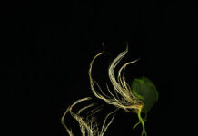 Revue / Oberösterreichischer Kunstverein, Linz