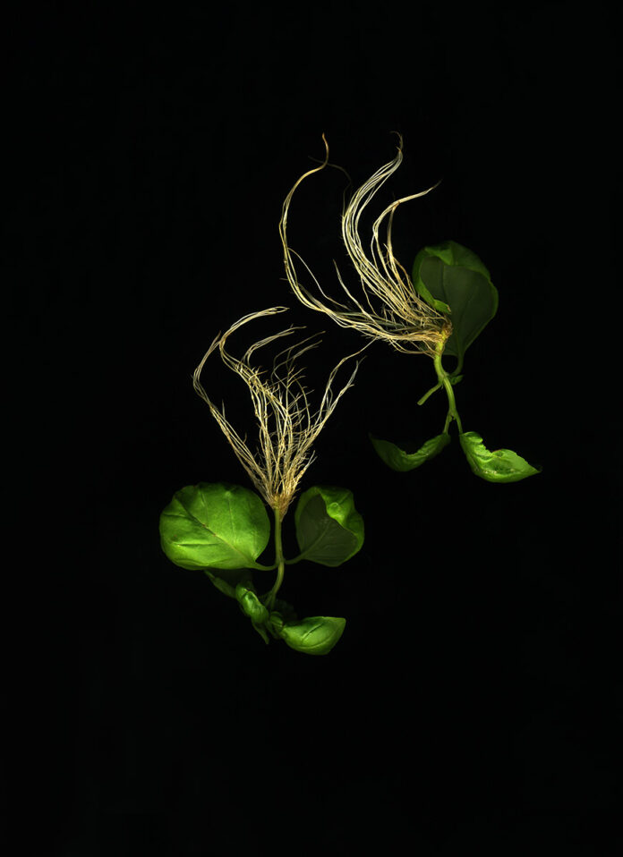 (c) Michaela Bruckmüller, Cynara, aus der Serie Radix 2019–2020.