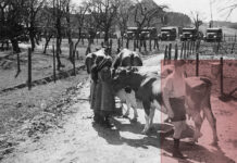 Sandra Schäfer: Kontaminierte Landschaften / Camera Austria, Graz