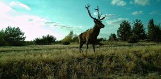 Anna Jermolaewa: Chernobyl Safari / MAK – Museum für angewandte Kunst, Wien