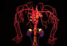 Katharina Sabernig: Gestrickte Anatomie / studio, Neue Galerie Graz