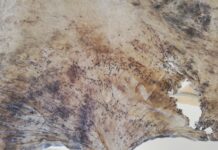 Spektakulär unscheinbar / Künstlerhaus Palais Thurn und Taxis, Vorarlberg