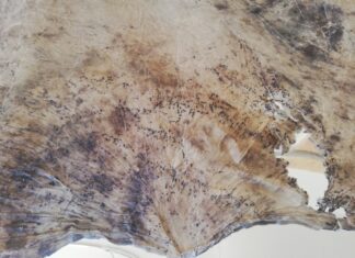 Spektakulär unscheinbar / Künstlerhaus Palais Thurn und Taxis, Vorarlberg