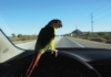 Ingrid Wiener, Martin Roth – You can see more from far away /Kunsthaus Graz, Steiermark Martin Roth, In November 2014 I filmed a bird driving to the salton sea in California, 2014 (Filmstill), Courtesy Archiv Martin Roth © Bildrecht, Wien 2023