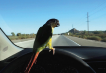 Ingrid Wiener, Martin Roth – You can see more from far away /Kunsthaus Graz, Steiermark Martin Roth, In November 2014 I filmed a bird driving to the salton sea in California, 2014 (Filmstill), Courtesy Archiv Martin Roth © Bildrecht, Wien 2023
