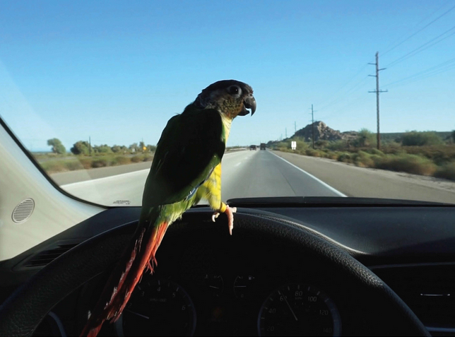 Martin Roth, In November 2014 I filmed a bird driving to the salton sea in California, 2014 (Filmstill), Courtesy Archiv Martin Roth © Bildrecht, Wien 2023 Martin Roth, In November 2014 I filmed a bird driving to the salton sea in California, 2014 (Filmstill), Courtesy Archiv Martin Roth © Bildrecht, Wien 2023