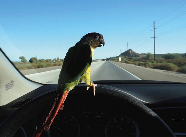 Martin Roth, In November 2014 I filmed a bird driving to the salton sea in California, 2014 (Filmstill), Courtesy Archiv Martin Roth © Bildrecht, Wien 2023