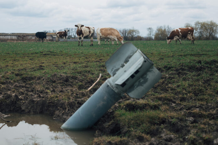 © Anastasiia Vlasova: A rocket sits in a field near grazin cows on April 10 2022, Ukraine Von Kühen, die auf Raketen starren. Foto © Anastasiia Vlasova, Ukraine