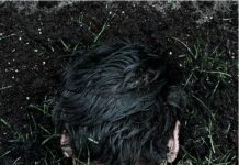 TOUCH NATURE / Austrian Cultural Forum Berlin Laurent Ziegler, Georg Blaschke, Gras, 2013 © Bildrecht 2021 Wien / austriakulturdigital