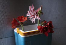 Gerald Domenig & Andrea Witzmann / FOTOHOF, Salzburg Andrea Witzmann − »Mapplethorpe«, Pigment Print, 2022 © Andrea Witzmann / Fotohof Salzburg