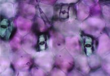 HochSommer Festival 2023 / various locations, Steiermark Špela Petrič, Institute for Inconspicuous Languages: Reading Lips, 2018 Foto: © Anže Sekelj