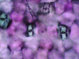 HochSommer Festival 2023 / various locations, Steiermark Špela Petrič, Institute for Inconspicuous Languages: Reading Lips, 2018 Foto: © Anže Sekelj