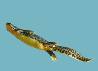 EX-SITU – Künstlerische Positionen zu bedrohter Biodiversität und dem Zusammenleben der Spezies / Nationalmuseum von Bosnien und Herzegowina, Sarajevo